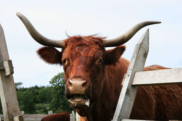 Vache "Salers"