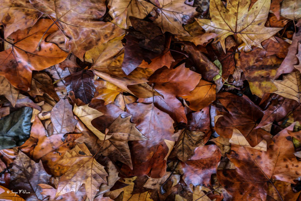 Feuilles d'automne - Photo façon tableau peinture Serge Faure