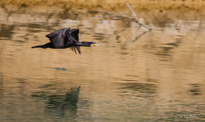 L'envol du cormoran (Phalacrocorax carbo)