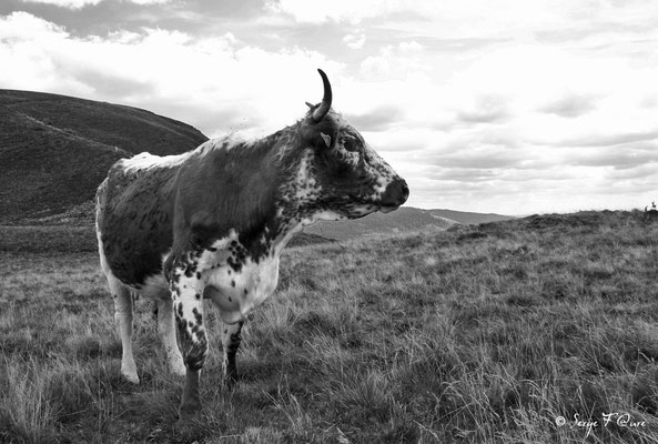 Vache Ferrandaise à la robe Bregniée - Massif du Sancy - Auvergne - France