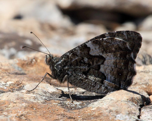 Mercure ou petit Agreste - Arethusana arethusa - Papillon (lépidoptère)