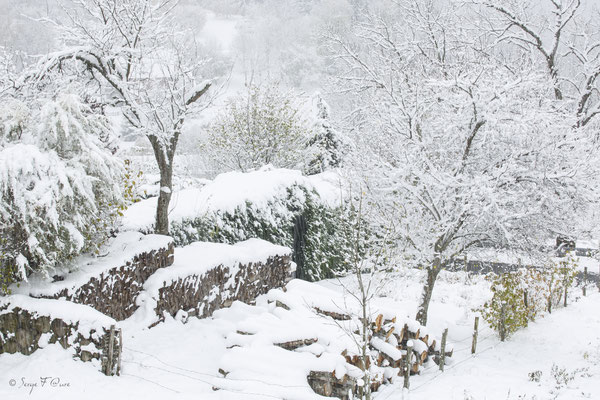 Paysage de neige - Murat le Quaire - Massif du Sancy  - Auvergne - France