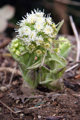Pétasite blanc (Pétasites albus)