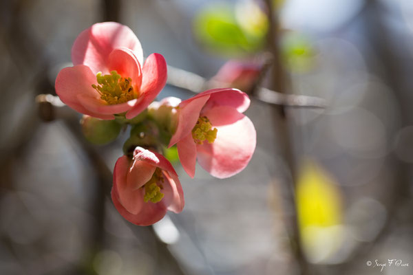 Cognassier du Japon (Chaenomeles japonica) - Floraison mi mars