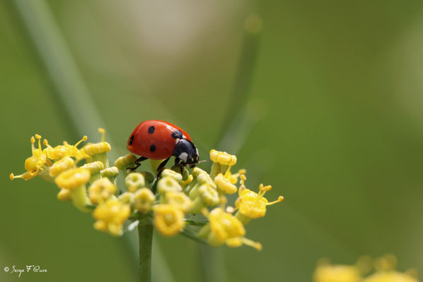 La Coccinelle à 7 points (Coccinella septempunctata)