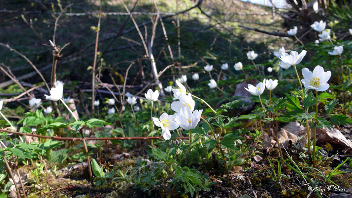 Anémone sylvie (Anémone nemorosa) - floraison avril sur le chemin des - Murat le Quaire - Massif du Sancy - Auvergne - France 