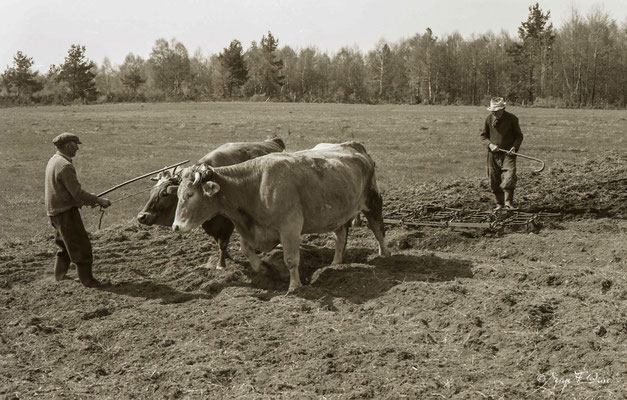 Paysans au champ - Auvergne (1978)