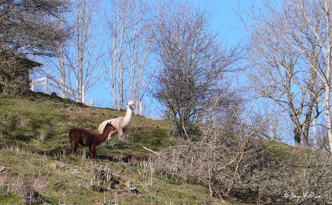 Lamas à St Sauves - Mes randonnées - Massif du Sancy - Auvergne - France