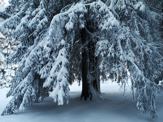 A travers la forêt enneigée - Murat le Quaire - Massif du Sancy - Auvergne - France 