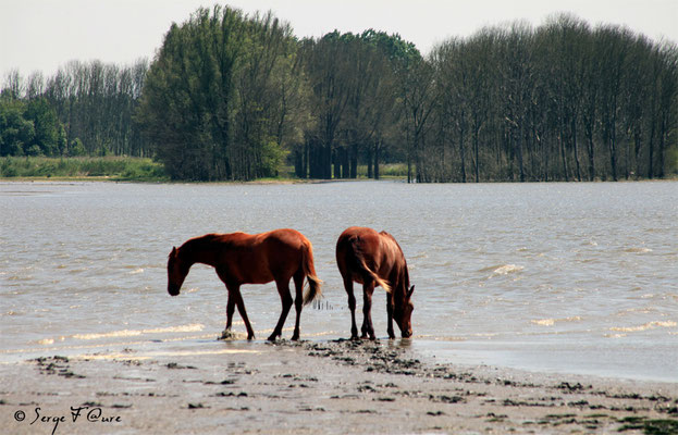 Chevaux - Nationaal Park De Biesbosch - Pays Bas - Juin 2011