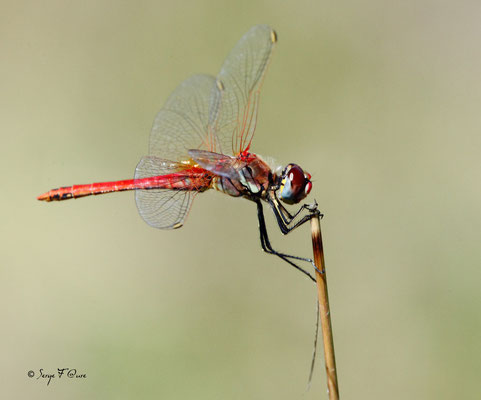 La libellule Sympétrum rouge sang ( Sympetrum sanguineum ) - mâle