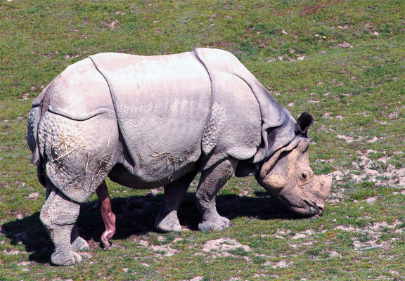 Rhinocéros indien (Rhinoceros unicornis)