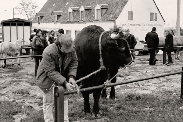 Foirail de la Tour d'Auvergne en 1979 - Puy de Dôme - Auvergne - France