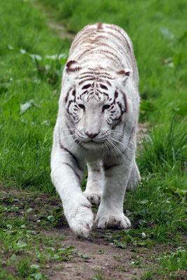 Tigre blanc (Panthera tigris)