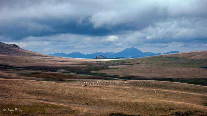 Estive entre la Banne d'Ordanche et le lac du Guéry - Massif du Sancy - Auvergne - France