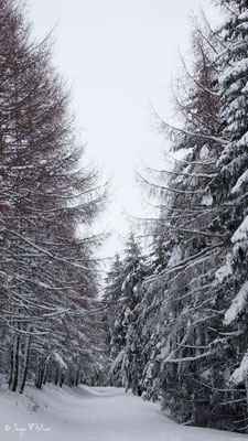 En montant à la Sapinière au dessus du bourg de Murat le Quaire - Massif du Sancy - Auvergne - France