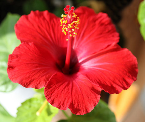 Hibiscus