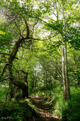 Sentier permettant d'aller à la rivière "La Couze Pavin" - Besse et Saint-Anastaise - Massif du Sancy - Auvergne - France