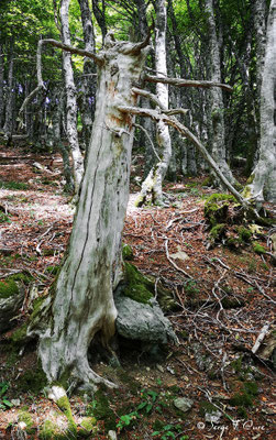 Dans la forêt domaniale du Mont Dore - Massif du Sancy - Auvergne - France