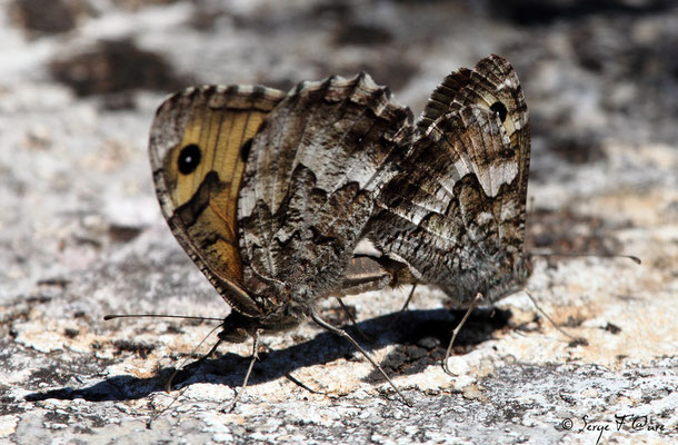 Mercure ou petit Agreste - Arethusana arethusa - L'accouplement du papillon (lépidoptère)