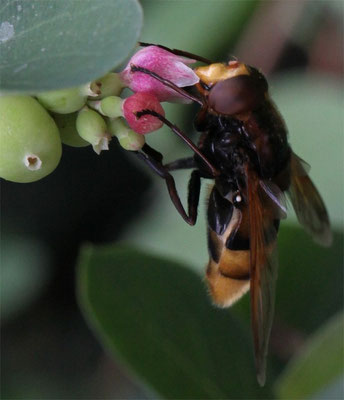 La Volucelle vide (Volucella inanis)