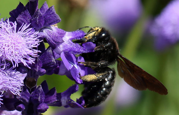L'abeille noire (Apis mellifera mellifera)