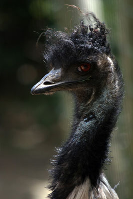 Emeu (Dromaius novaehollandiae)