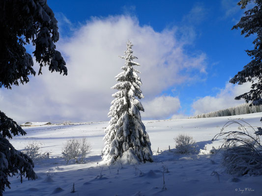 A travers la forêt enneigée - Murat le Quaire - Massif du Sancy - Auvergne - France 