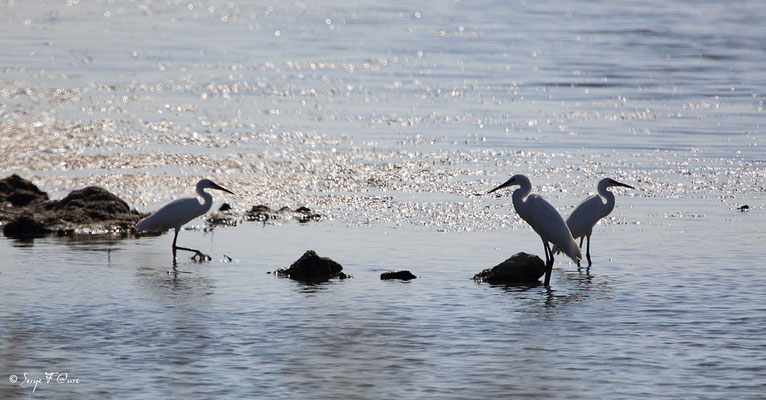 Aigrette garzette (Aigretta garzetta) - Anciens marais salants à la Sansouïre (Frontignan - Hérault - France)