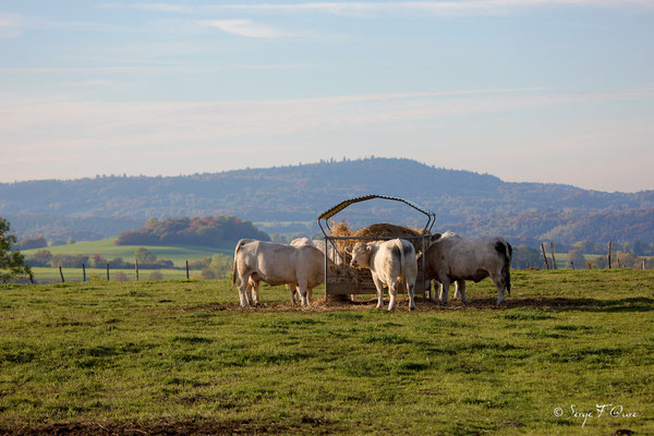 Au gré des champs à St Martin de Tours dans le massif du Sancy - Auvergne - France