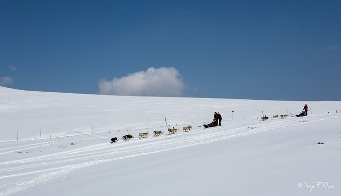 Chiens de traîneau le plateau des plaines brûlées - Chastreix Sancy - Auvergne - France