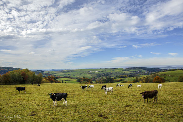 Vaches sur la route du Guéry -  Prairie au niveau du lac Servière - Massif du Sancy - Auvergne - Massif du Sancy - Auvergne - France