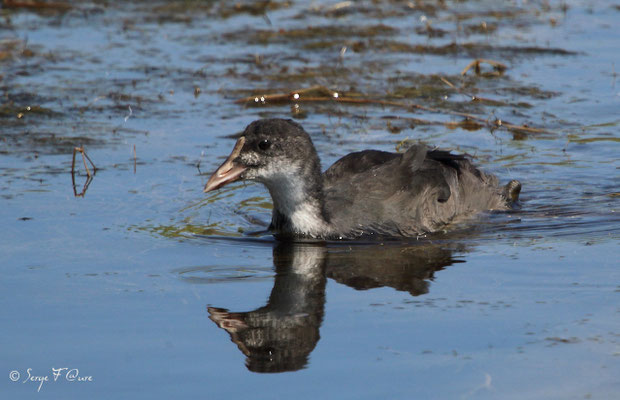 Foulque macroule juvénile (fulica atra)