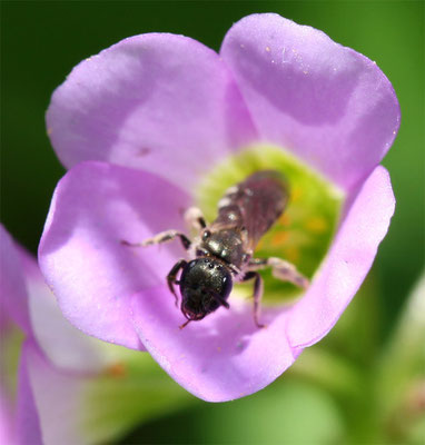 Heriades truncorum