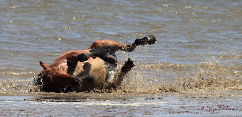 Roulade de cheval dans la mer - Nationaal Park De Biesbosch - Pays Bas - Juin 2011