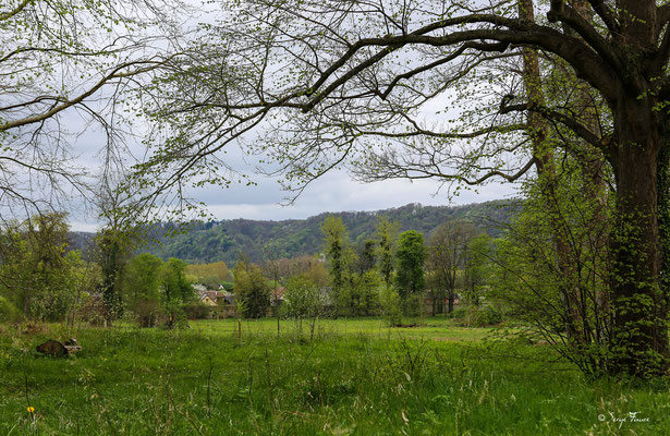 Paysage pastoral à Jumièges - Normandie - France