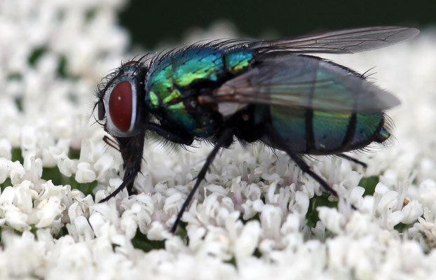 Gymnocheta viridis est une mouche tachinide vert métallique trouvée dans toute l'Europe, principalement au printemps