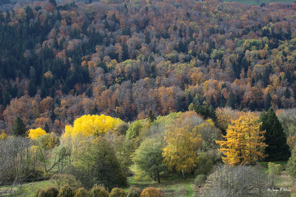Magie des couleurs d'automne du plateau de Charlannes jusqu'à St Sauves d'Auvergnes - Massif du Sancy - Auvergne - France