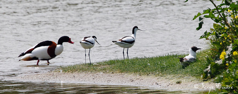 Tadorne de Belon (Tadorna tadorna - Common Shelduck) et Avocettes élégantes (Recurvirostra avosetta - Pied Avocet) - Parc ornithologique du Marquenterre - St Quentin en Tourmon - Baie de Somme - Picardie - France