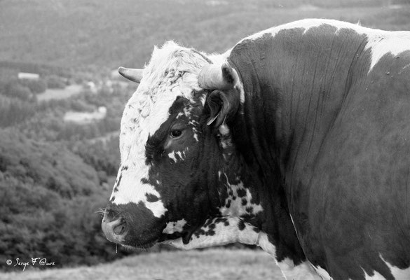 Taureau Ferrandais à la robe Bregniée - Massif du Sancy - Auvergne - France