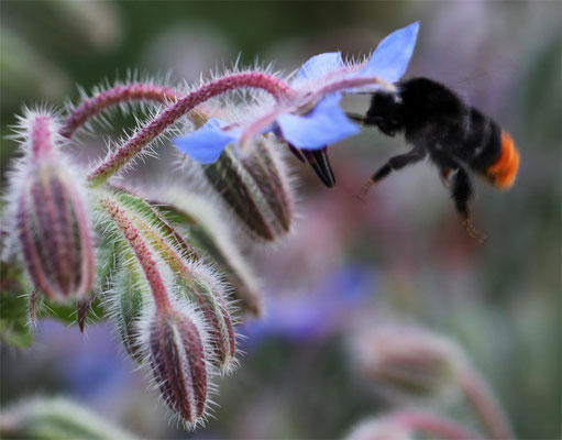 Les Bourdons noir et rouge (Bombus)