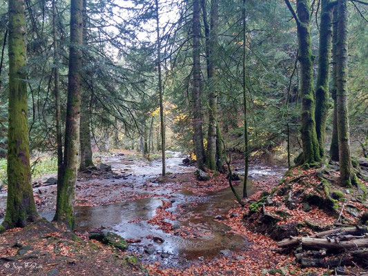 Au pied de la cascade du Rossignolet - Le Mont Dore - Auvergne - France
