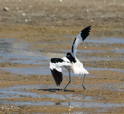 Avocette élégante jouant avec le vent (Recurvirostra avosetta) - Anciens marais salants à la Sansouïre (Frontignan - Hérault - France)