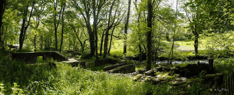 Sentier permettant d'aller à la rivière "La Couze Pavin" - Besse et Saint-Anastaise - Massif du Sancy - Auvergne - France