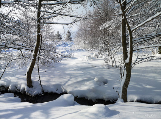 A travers la forêt enneigée - Murat le Quaire - Massif du Sancy - Auvergne - France 