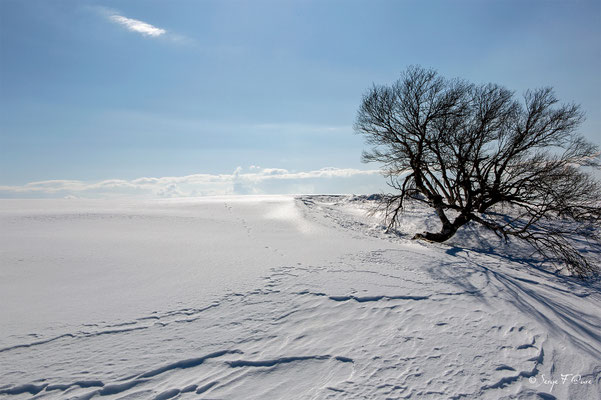 Les plaines brûlées - Chastreix Sancy - Auvergne - France