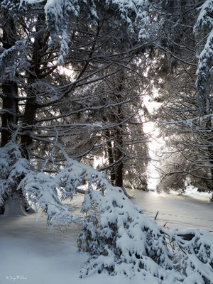 A travers la forêt enneigée - Murat le Quaire - Massif du Sancy - Auvergne - France 