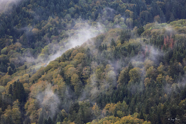 Brumes matinales près de Châteauneuf (côté Sud) - Commune de St-Sauves d'Auvergne - Massif du Sancy - Auvergne - France