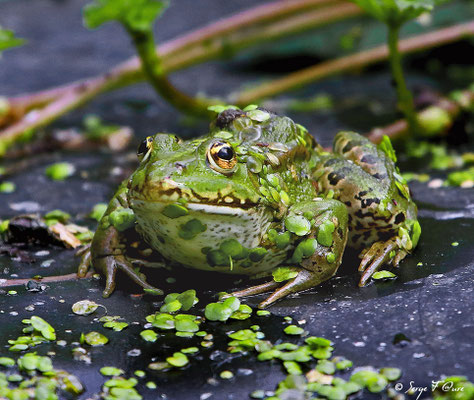 Grenouille verte