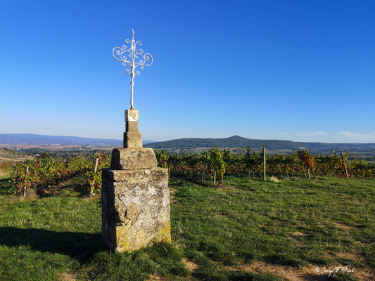 Vignes du vin de Boudes  - Puy de Dôme - Auvergne - France